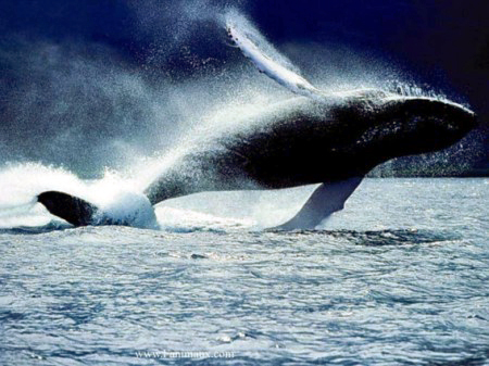 Baleine sautant au dessus de l'eau