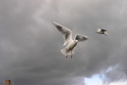 Vol de mouette