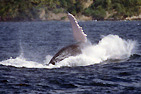 Nageoire de baleine